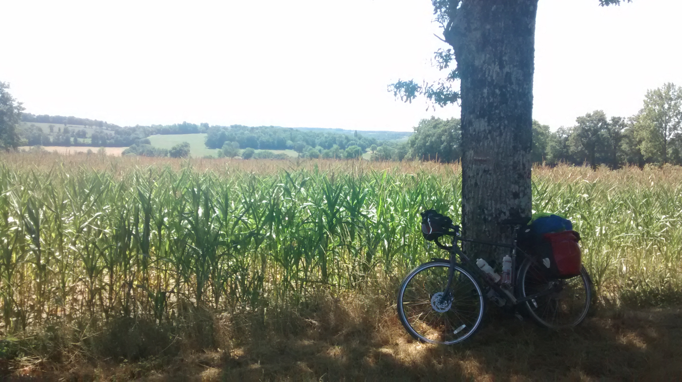 cyc_day_8_cornfield