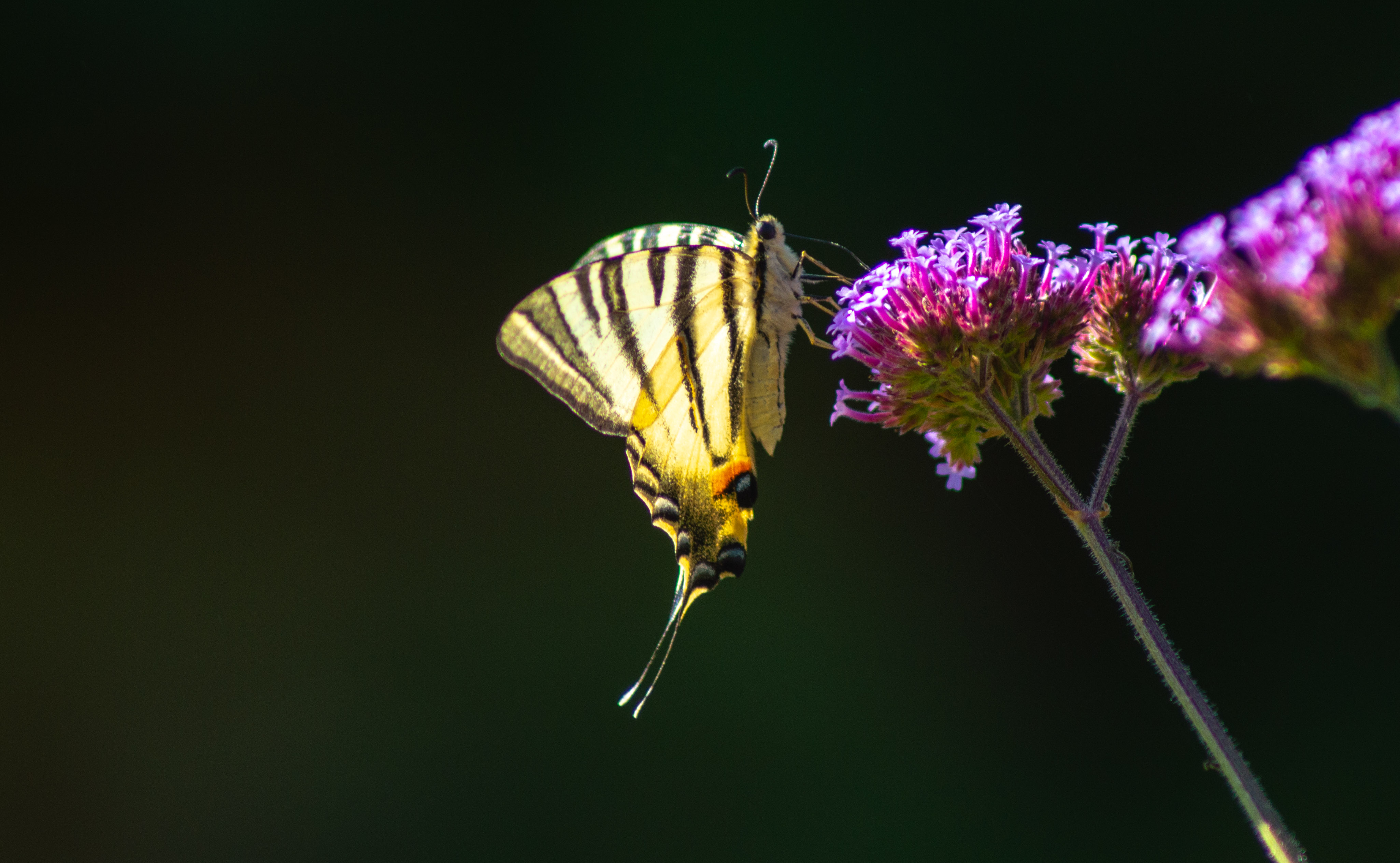 swallowtail_moth