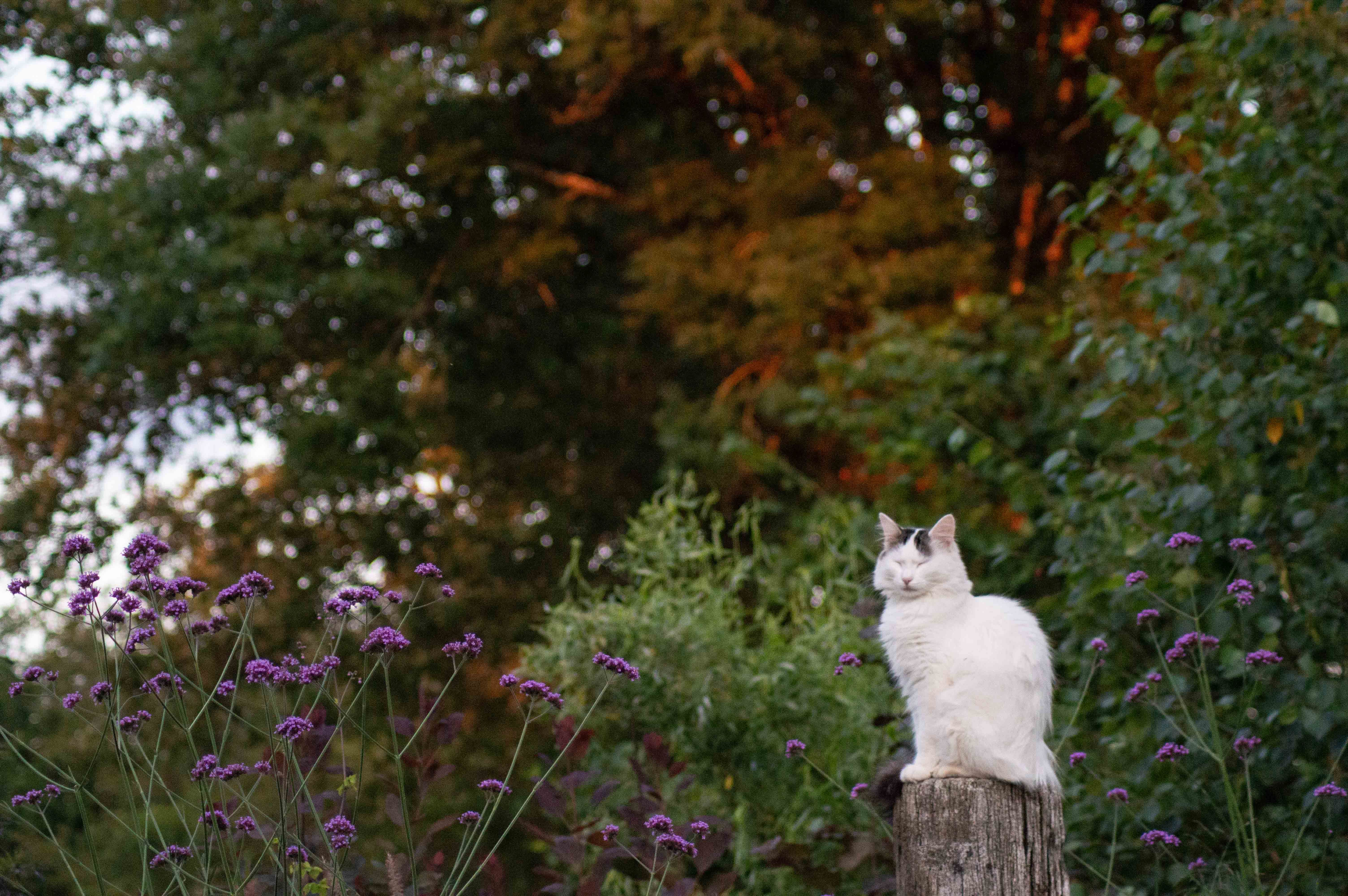 white_cat_garden